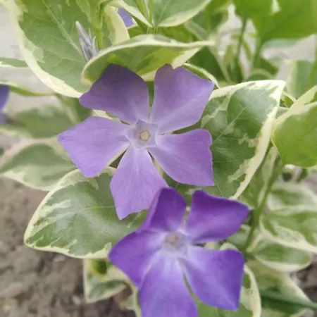 Pensión пицути 3*