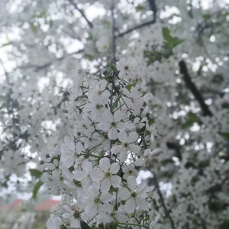 Pensión пицути