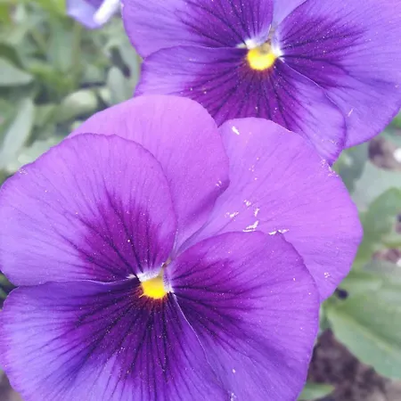 пицути Pensión 3*