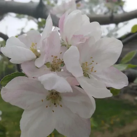 пицути Devetaki